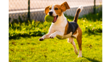 dog jumping to catch a ball