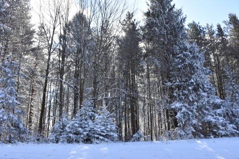 Wintery Trees!