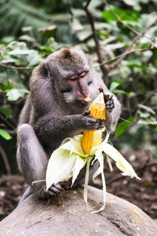 Monkey holding corn