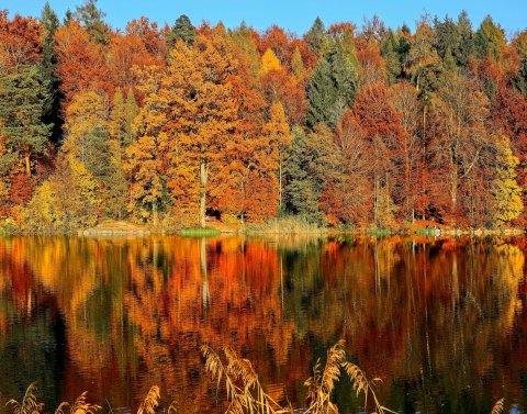 A group of trees with changing color leaves