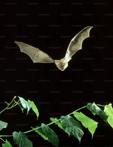 Night scene with a bat mid flight