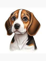 beagle