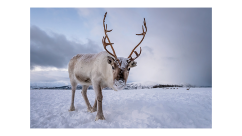 Reindeer in the snow