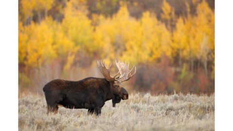 Moose in the wilderness