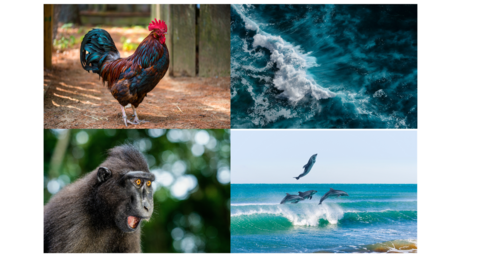 Rooster, waves, dolphins and a monkey