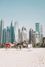 Camels on beach sands with tall buildings in the back