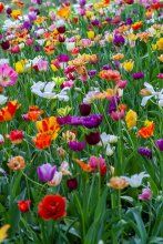 Flowers in a field