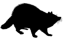 Silhouette of a racoon