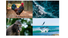 Rooster, waves, dolphins and a monkey
